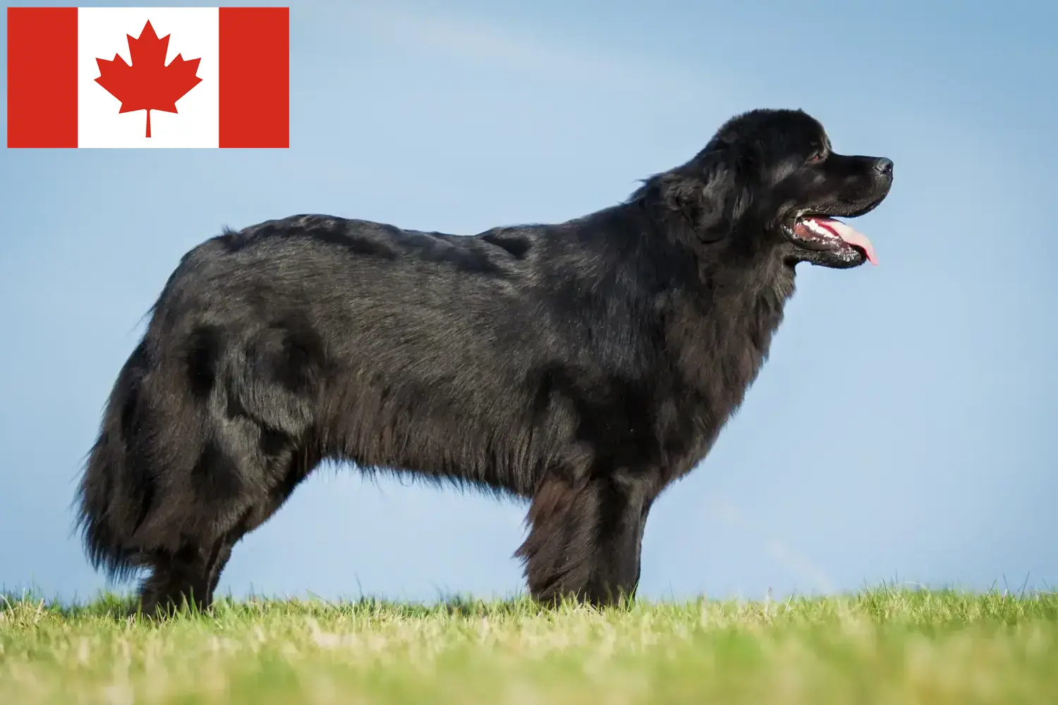 Read more about the article Newfoundland breeders and puppies in Canada