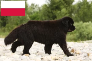Read more about the article Newfoundland breeders and puppies in Poland