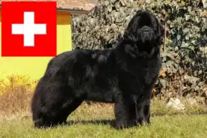 Read more about the article Newfoundland breeders and puppies in Switzerland
