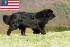 Read more about the article Newfoundland breeders and puppies in USA