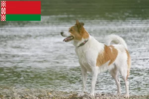 Read more about the article Norrbottenspitz breeders and puppies in Belarus