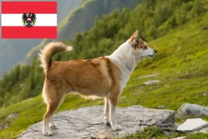 Read more about the article Norwegian Lundehund breeders and puppies in Austria