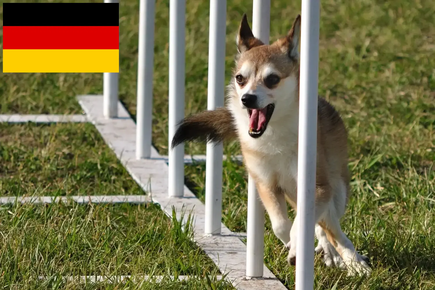 Read more about the article Norwegian Lundehund breeders and puppies in Germany