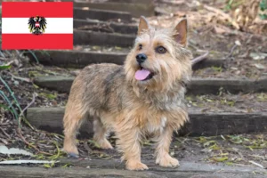 Read more about the article Norwich Terrier breeders and puppies in Austria