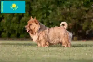 Read more about the article Norwich Terrier breeders and puppies in Kazakhstan
