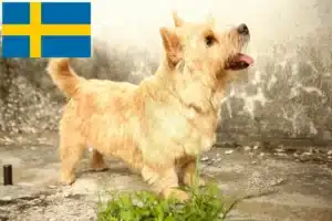 Read more about the article Norwich Terrier breeders and puppies in Sweden