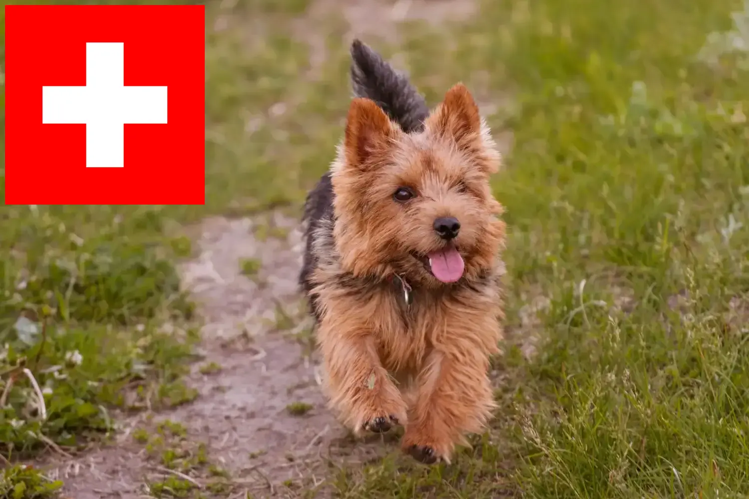 Read more about the article Norwich Terrier breeders and puppies in Switzerland