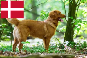 Read more about the article Nova Scotia Duck Tolling Retriever breeders and puppies in Denmark