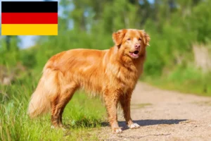 Read more about the article Nova Scotia Duck Tolling Retriever breeders and puppies in Germany