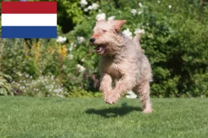 Read more about the article Otterhound breeders and puppies in the Netherlands