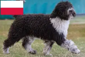 Read more about the article Perro de Agua Español breeders and puppies in Poland