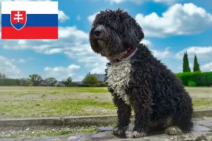 Read more about the article Perro de Agua Español breeders and puppies in Slovakia