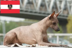Read more about the article Peruvian Hairless Dog Breeder and Puppies in Austria