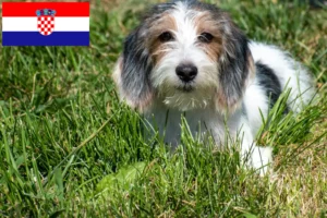 Read more about the article Petit Basset Griffon Vendéen breeders and puppies in Croatia