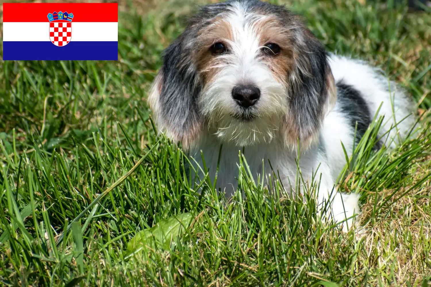 Read more about the article Petit Basset Griffon Vendéen breeders and puppies in Croatia