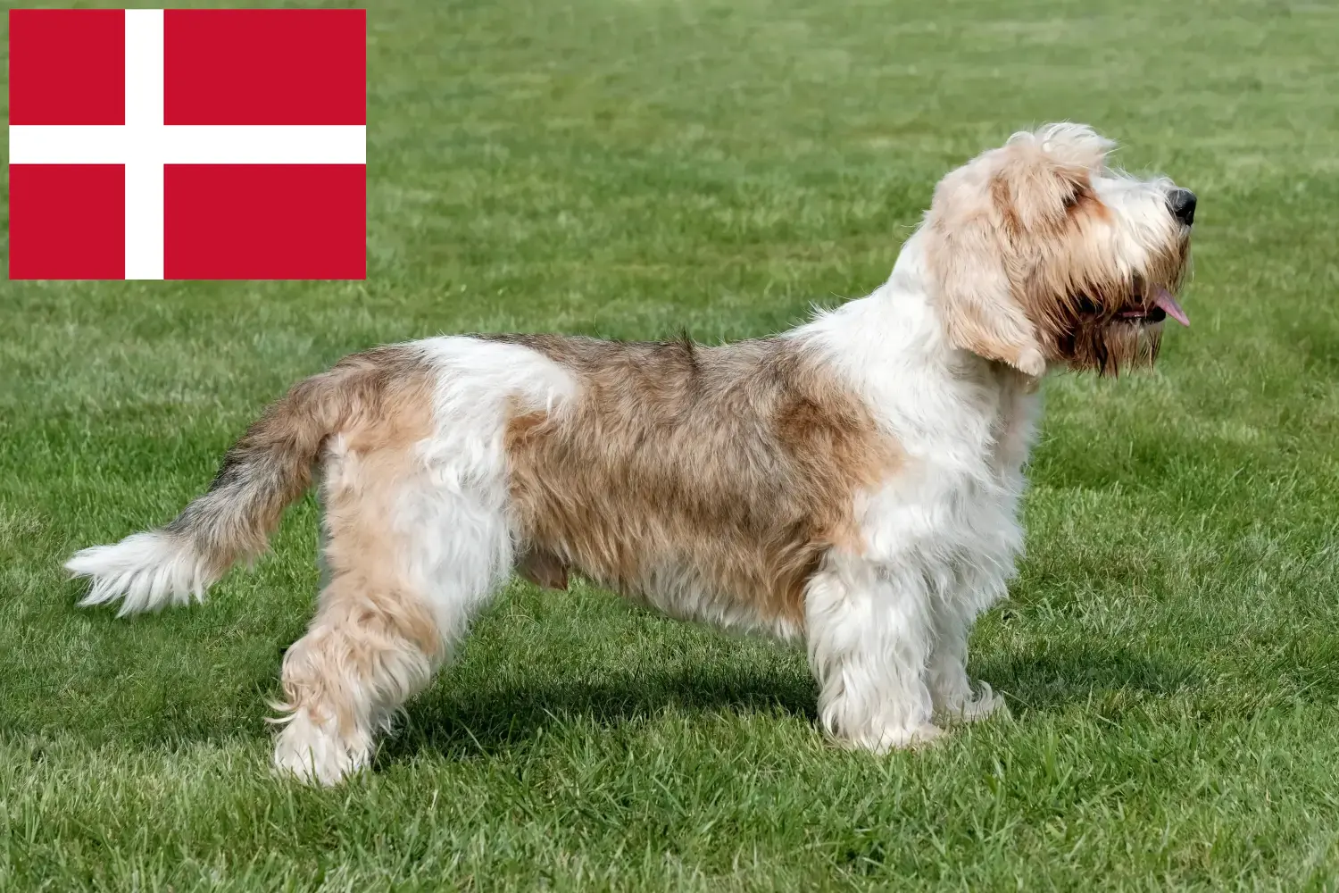 Read more about the article Petit Basset Griffon Vendéen breeders and puppies in Denmark