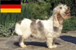 Read more about the article Petit Basset Griffon Vendéen breeders and puppies in Germany