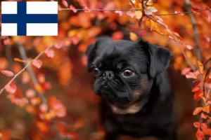 Read more about the article Petit Brabançon breeders and puppies in Finland