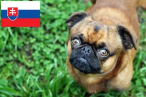 Read more about the article Petit Brabançon breeders and puppies in Slovakia