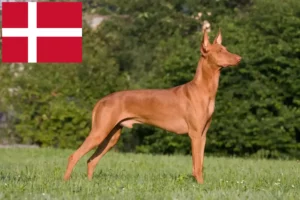 Read more about the article Pharaoh Hound breeders and puppies in Denmark