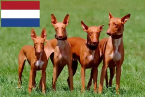 Read more about the article Pharaoh Hound breeders and puppies in the Netherlands