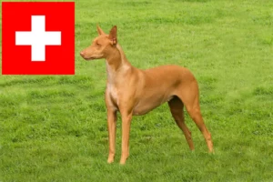 Read more about the article Pharaoh Hound breeders and puppies in Switzerland