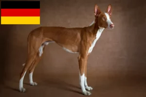 Read more about the article Podenco breeders and puppies in Germany