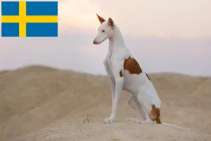 Read more about the article Podenco breeders and puppies in Sweden