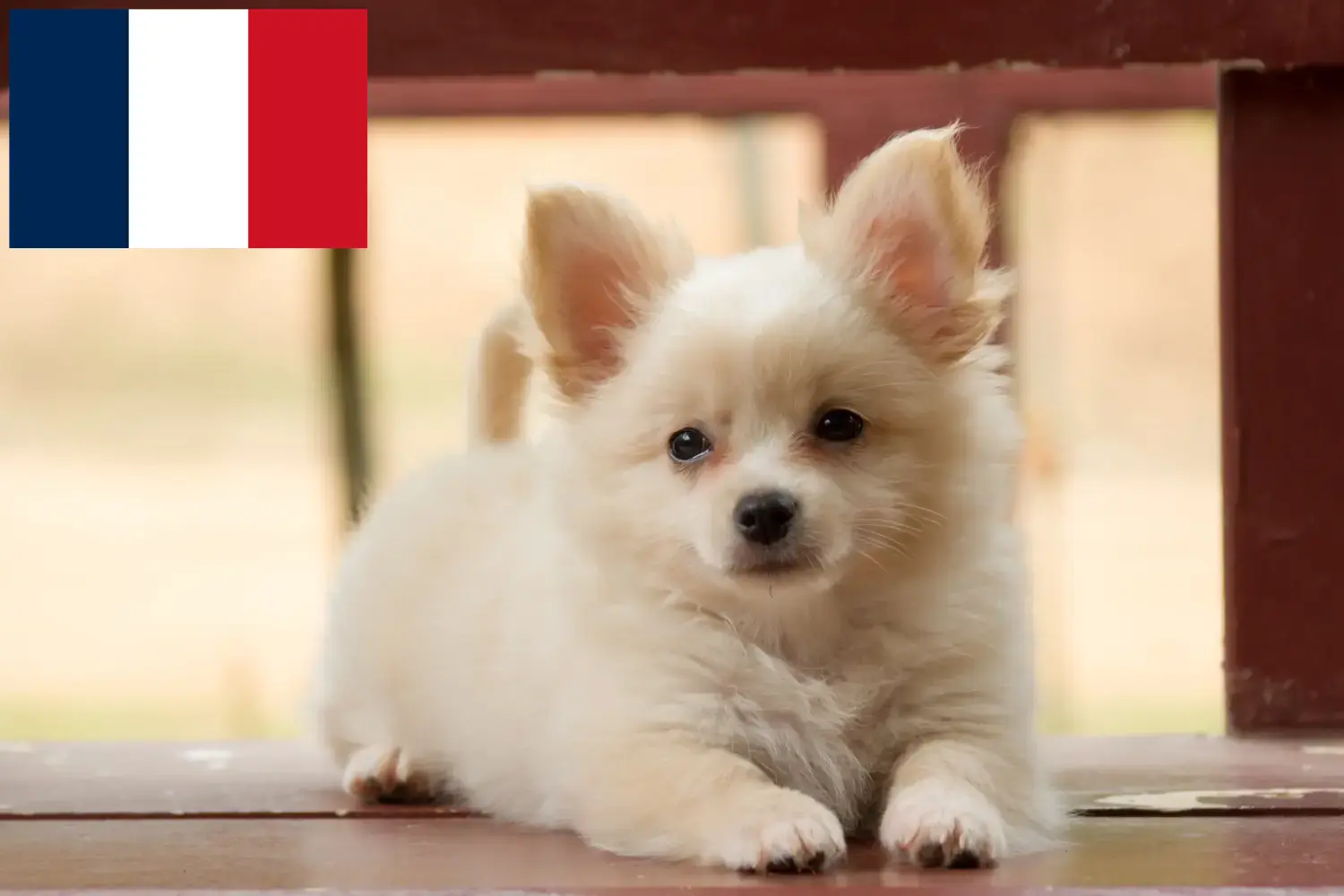 Read more about the article Pomchi breeders and puppies in France