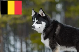 Read more about the article Pomsky breeders and puppies in Belgium