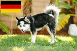 Read more about the article Pomsky breeders and puppies in Germany