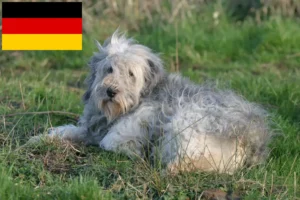 Read more about the article PON breeders and puppies in Germany