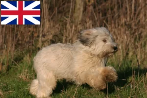 Read more about the article PON breeders and puppies in Great Britain