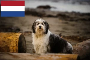 Read more about the article PON breeders and puppies in the Netherlands