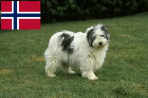 Read more about the article PON breeders and puppies in Norway