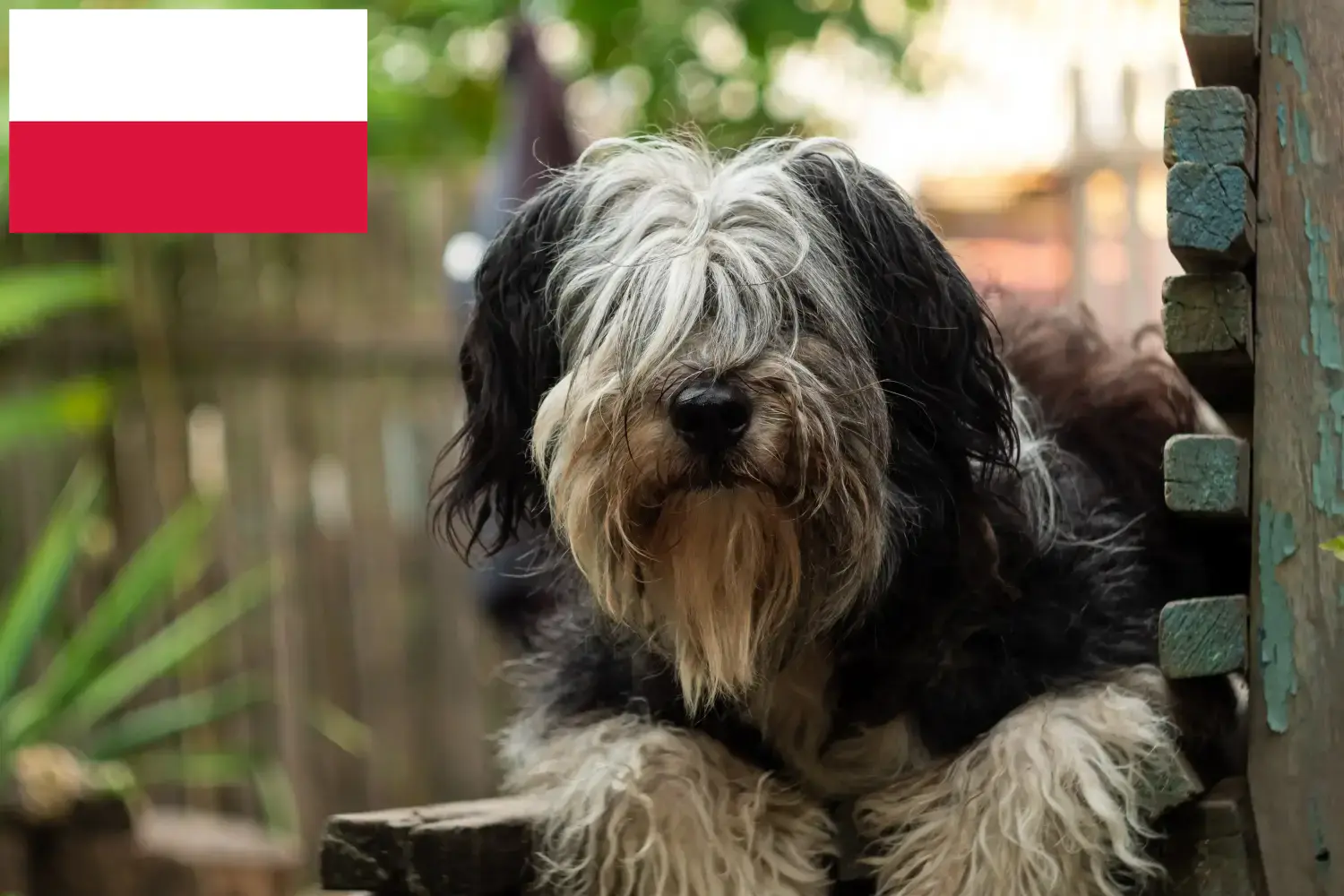 Read more about the article PON breeders and puppies in Poland