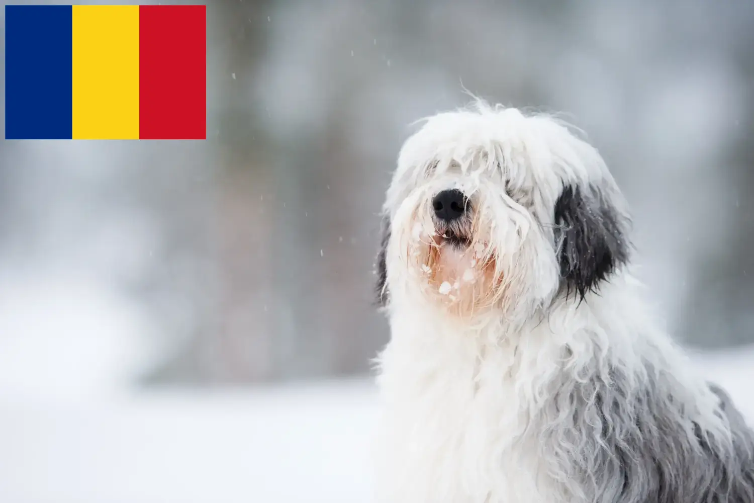 Read more about the article PON breeders and puppies in Romania