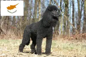 Read more about the article Poodle breeders and puppies in Republic of Cyprus