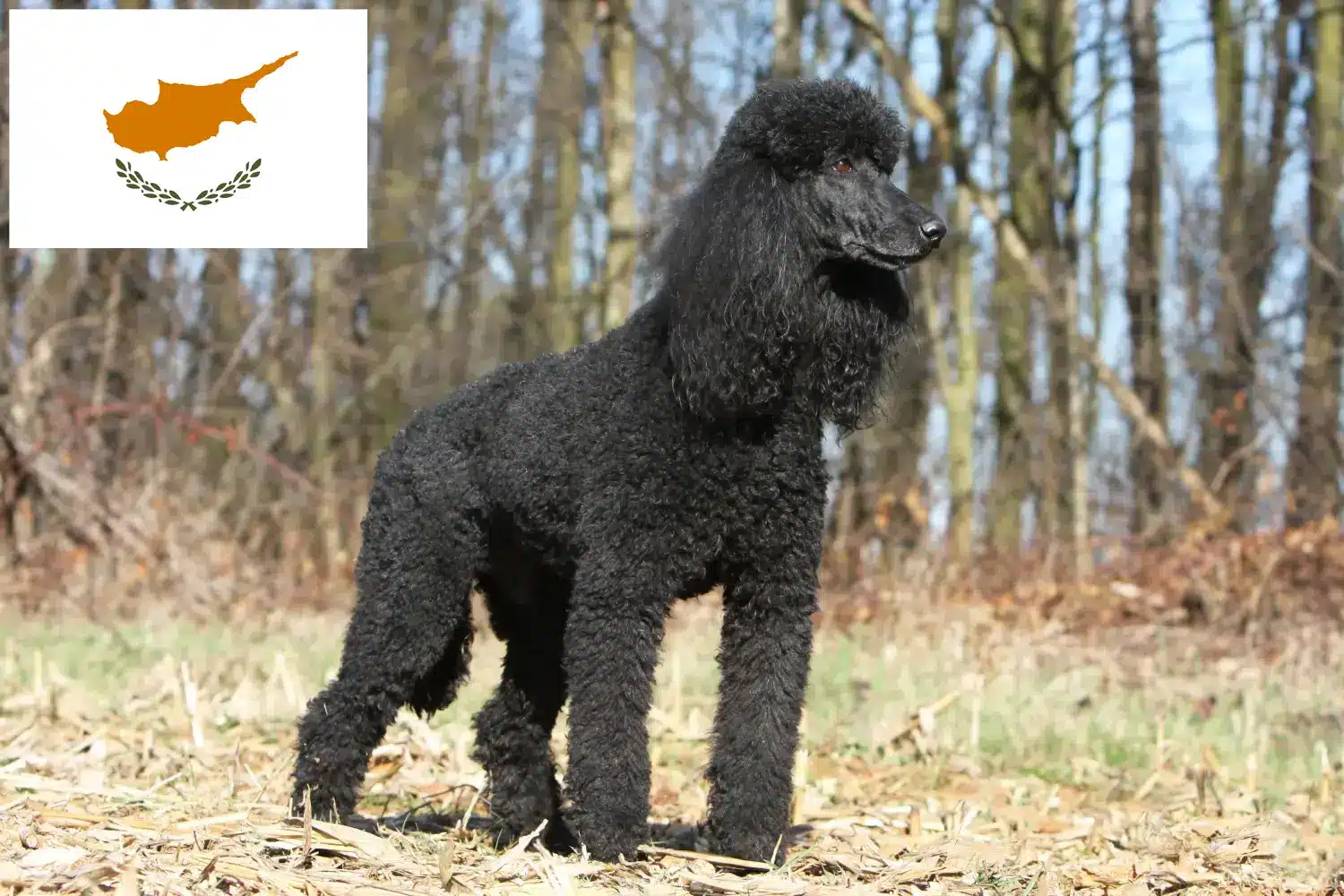 Poodle breeders and puppies in Cyprus - DogWeb.com