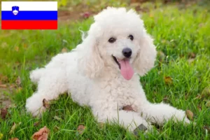 Read more about the article Poodle breeders and puppies in Slovenia