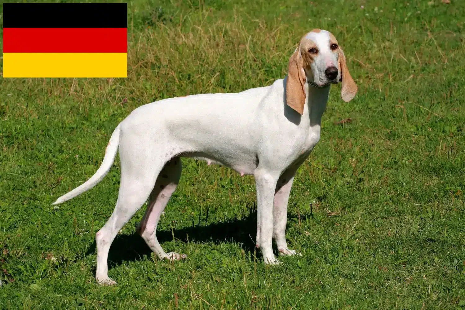 Read more about the article Porcelaine breeders and puppies in Germany