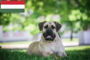 Read more about the article Presa Canario breeders and puppies in Hungary