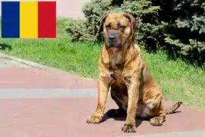 Read more about the article Presa Canario breeders and puppies in Romania