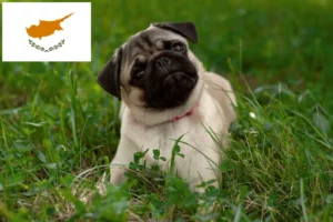 Read more about the article Pug breeders and puppies in Cyprus