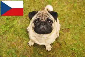 Read more about the article Pug breeders and puppies in the Czech Republic