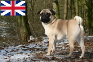 Read more about the article Pug breeders and puppies in Great Britain