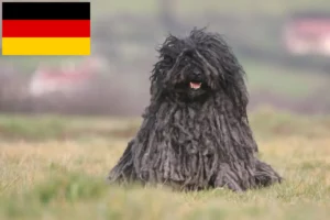 Read more about the article Puli breeders and puppies in Germany