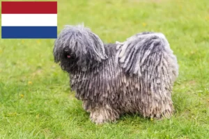 Read more about the article Puli breeders and puppies in the Netherlands