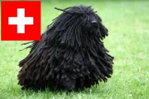 Read more about the article Puli breeders and puppies in Switzerland