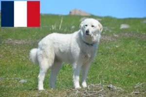 Read more about the article Pyrenean Mountain Dog breeders and puppies in Réunion